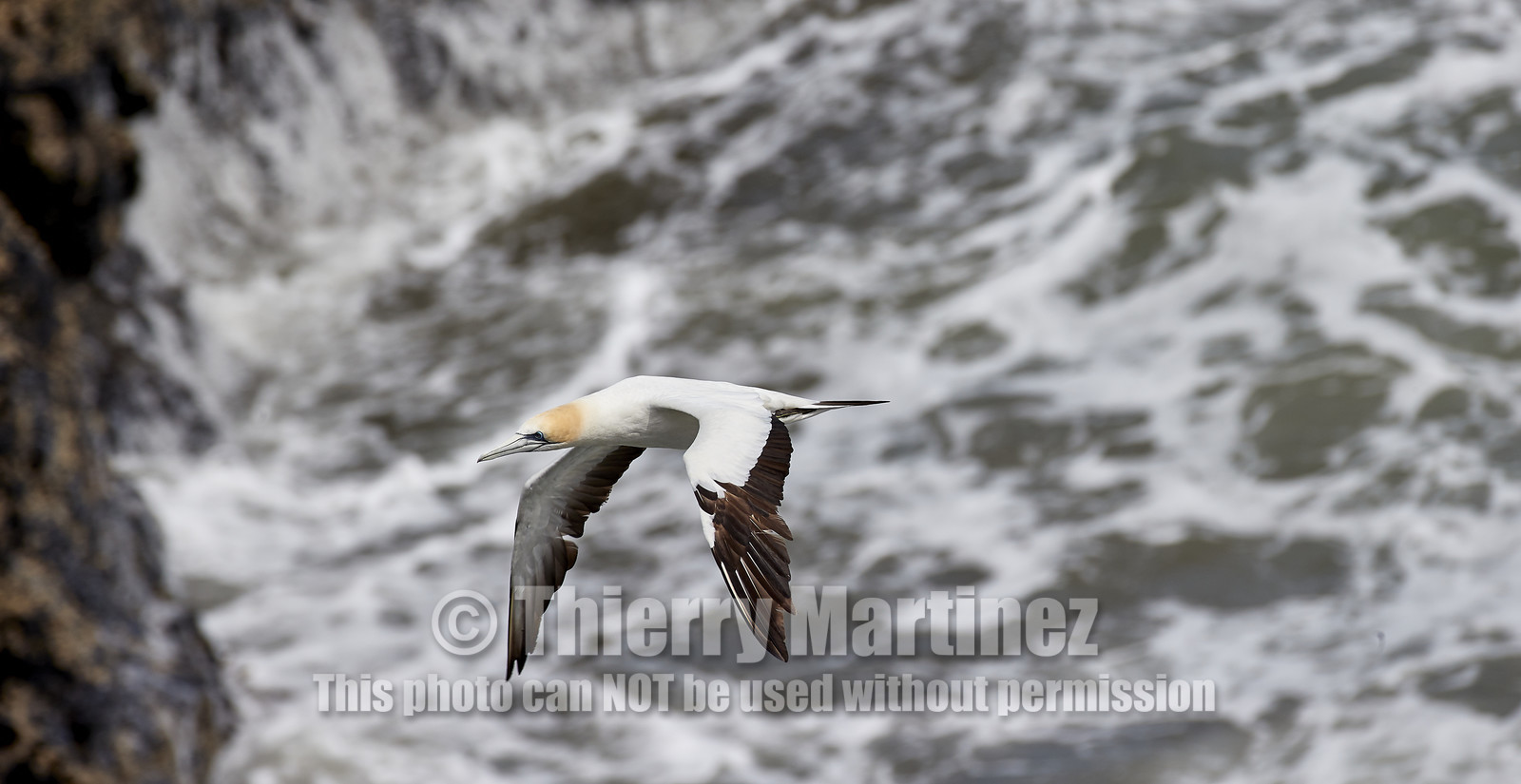 18_029117  ©ThMartinez Sea&Co.  MURIWAI BEACH - NORTH ISLAND. NEW ZEALAND . 11 March  2018. .Gannet ..