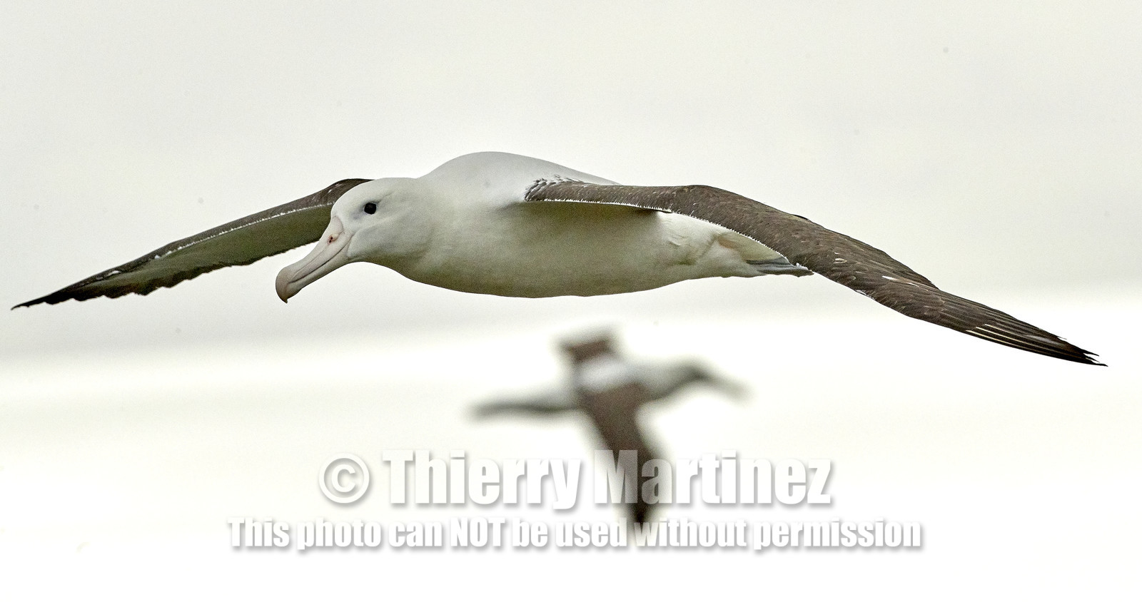 18_025779-Royal Alabtros