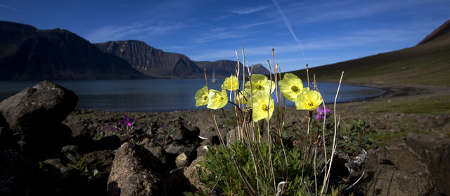 Schooner LA LOUISE sailing on west coast of Greenland.