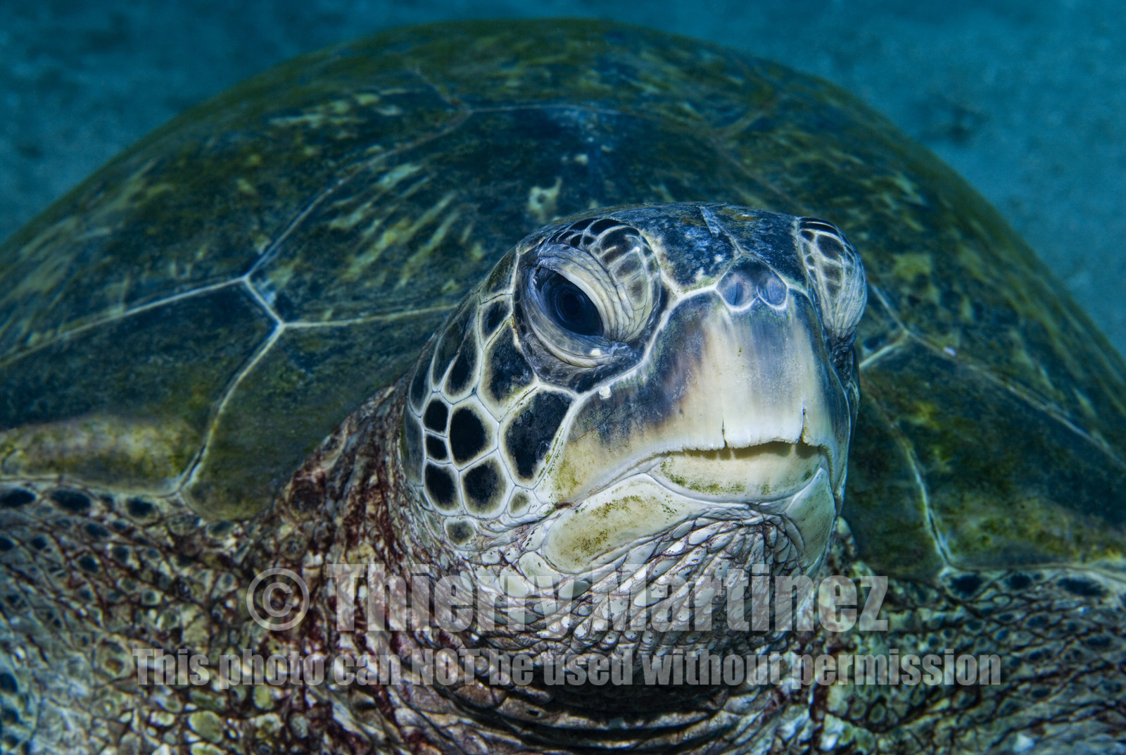 Diving in Maui HAWAII - USA . Jan 2007.