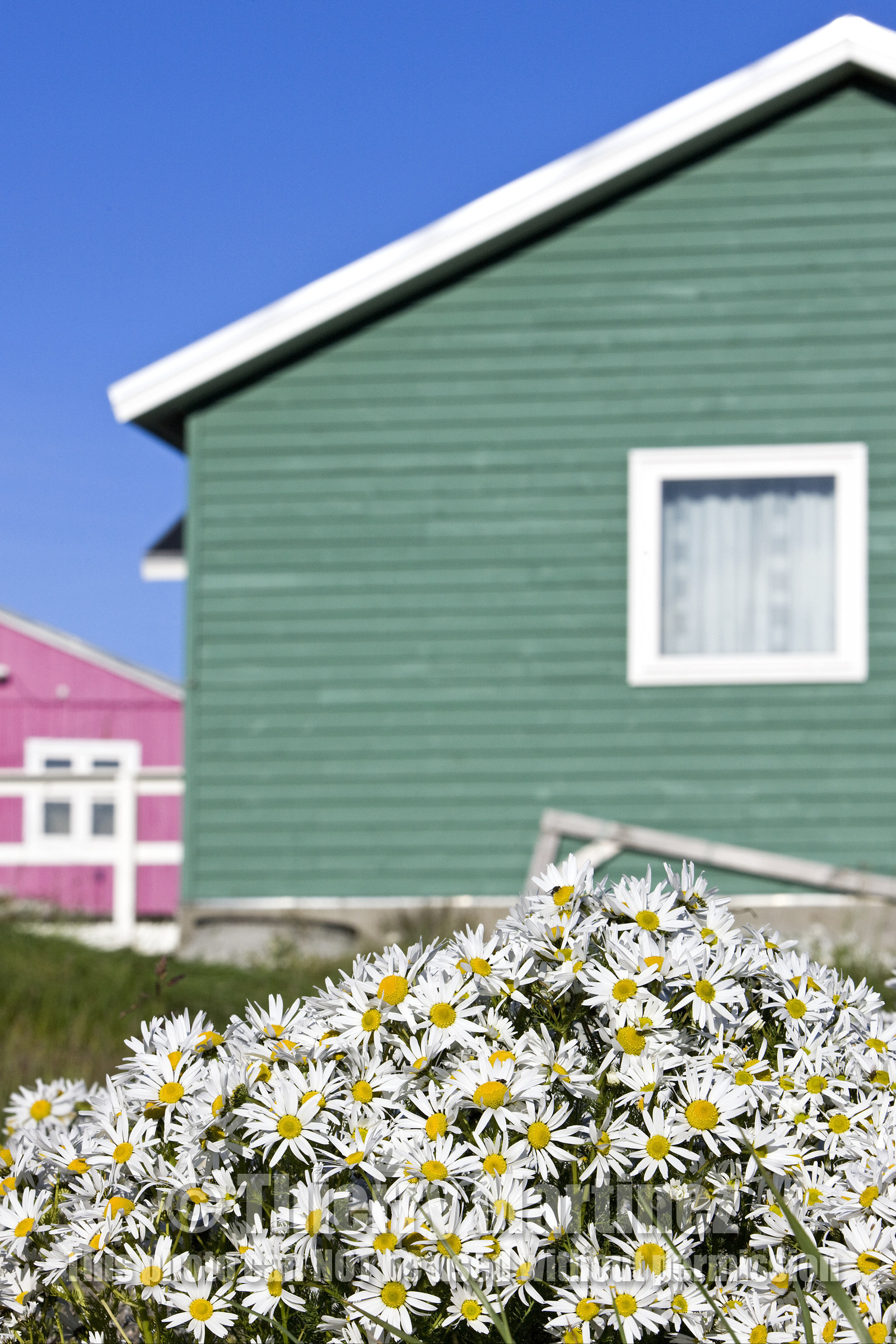 Schooner LA LOUISE sailing on west coast of Greenland.