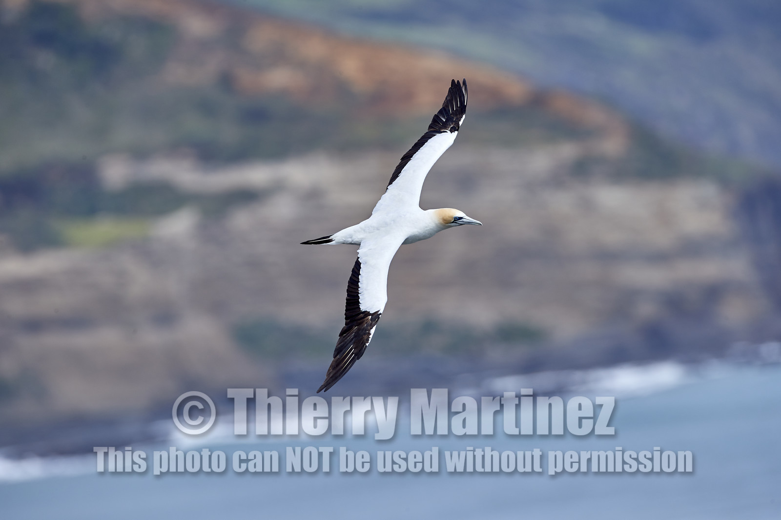 18_029260  ©ThMartinez Sea&Co.  MURIWAI BEACH - NORTH ISLAND. NEW ZEALAND . 11 March  2018. .Gannet ..