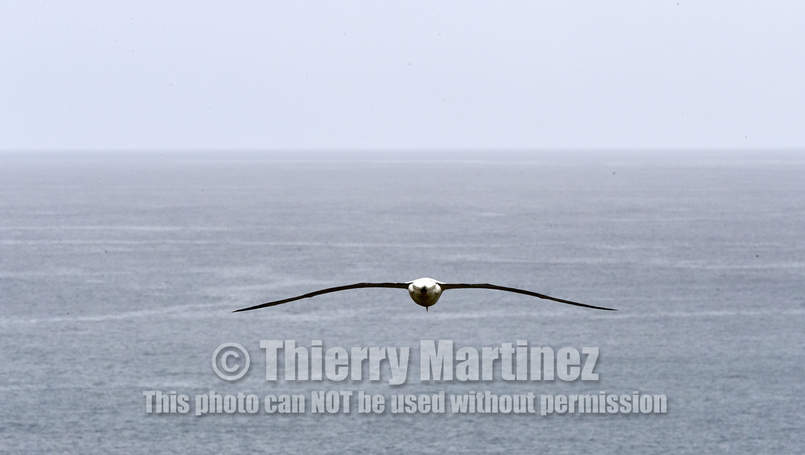 18_026558-Royal Alabtros