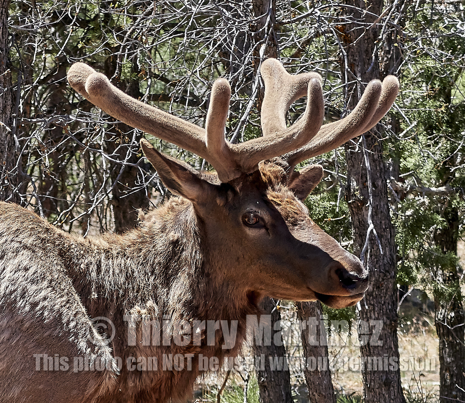 THM-18_058084-GRAND CANYON