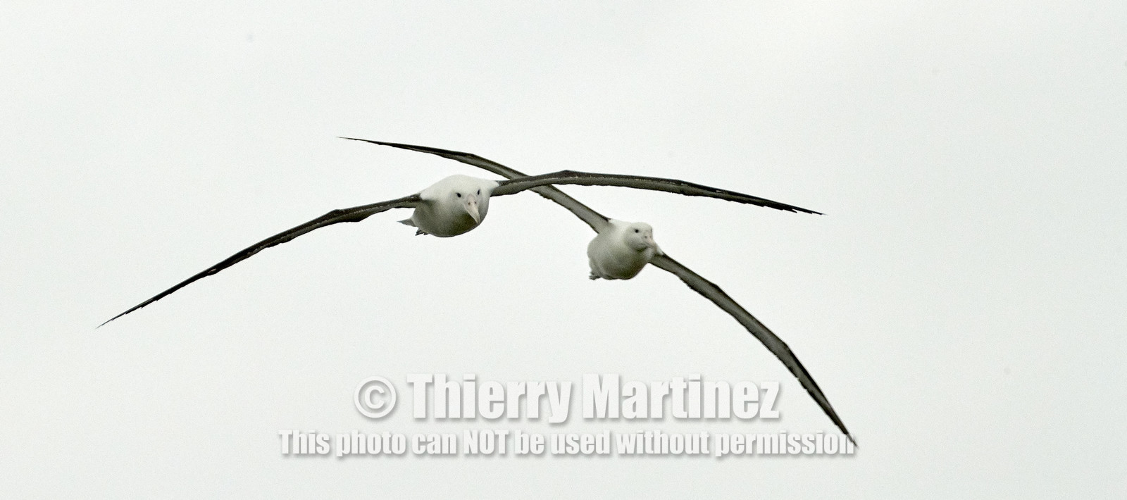 18_025706-Royal Alabtros