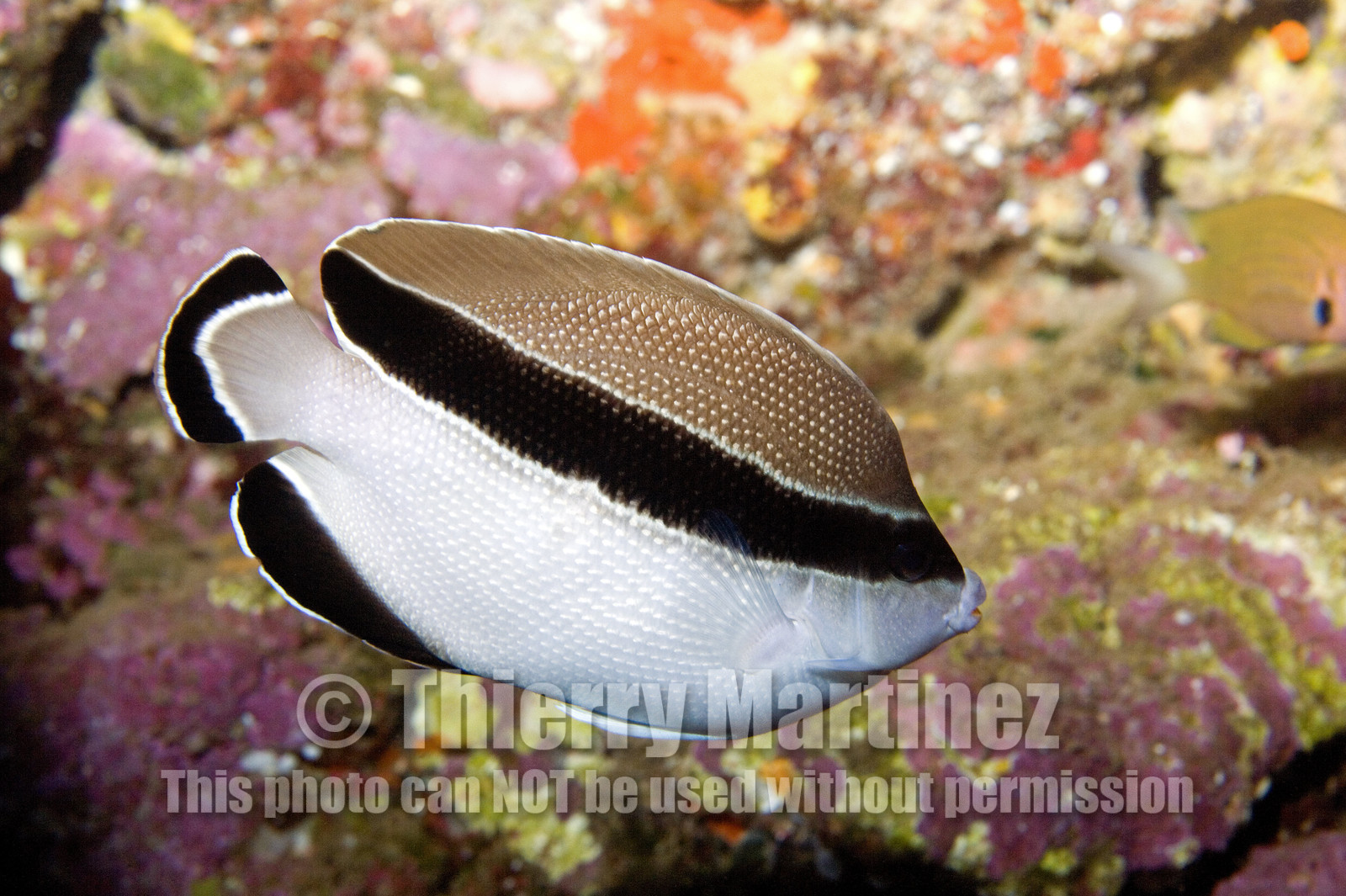 Diving in Maui HAWAII - USA . Jan 2007.