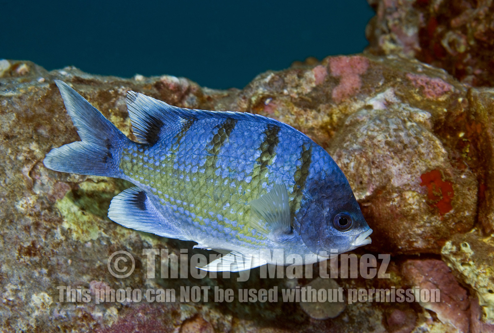 Diving in Maui HAWAII - USA . Jan 2007.