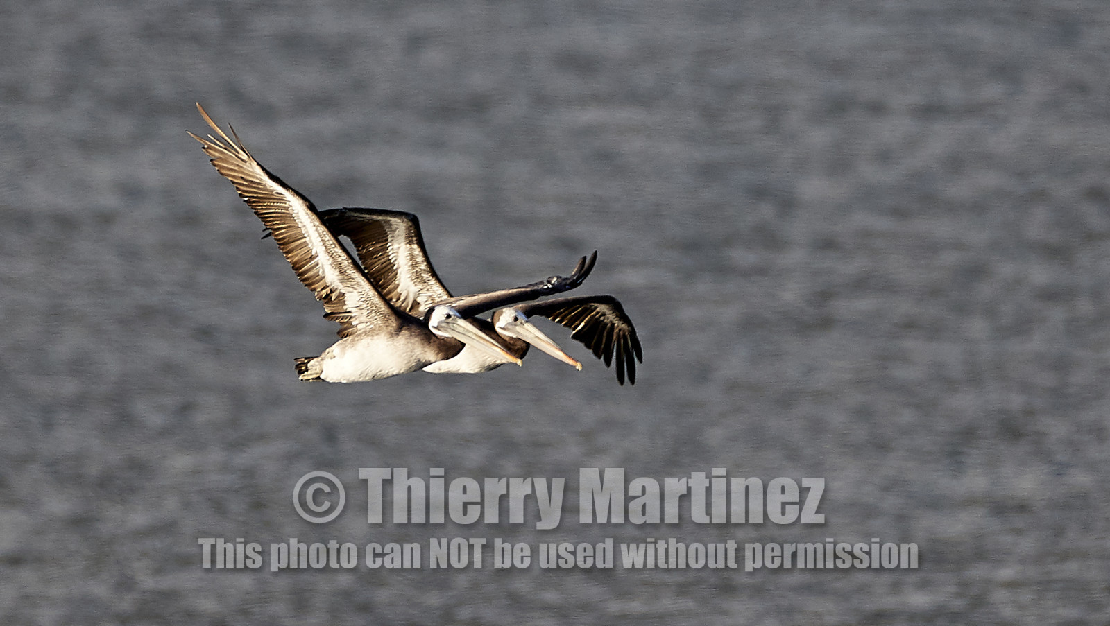 THM-18_043002_ZAPALLAR