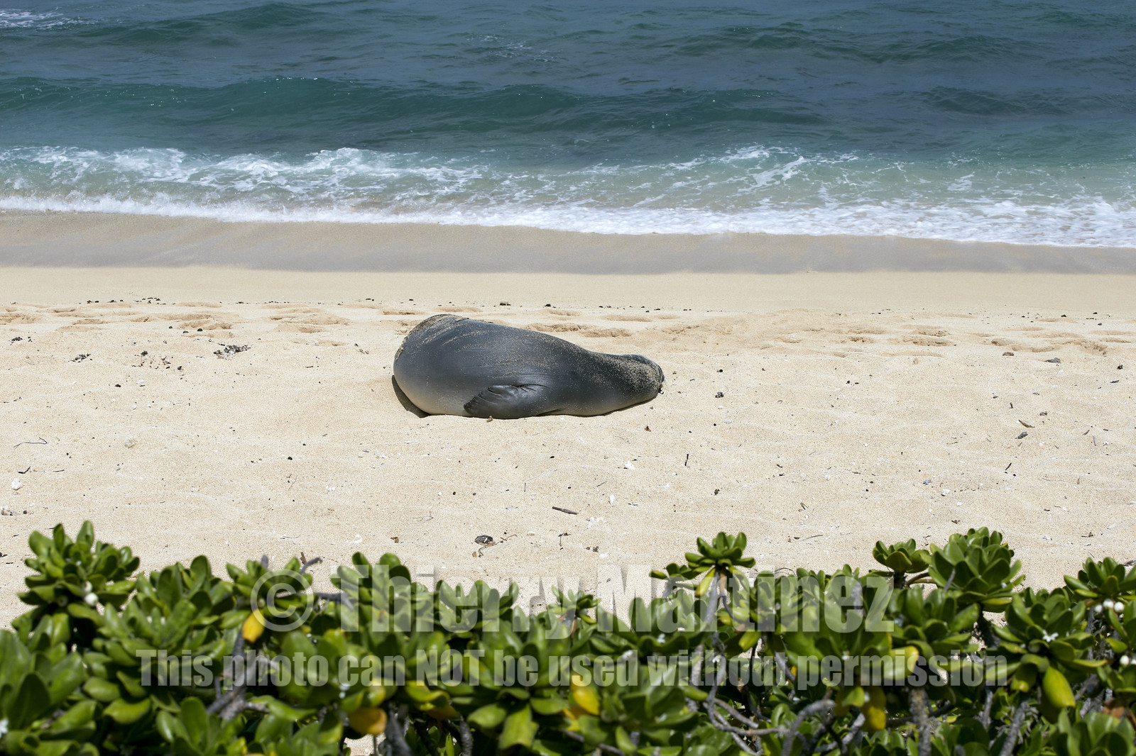 13_23452 Hawaiian Monk Seal