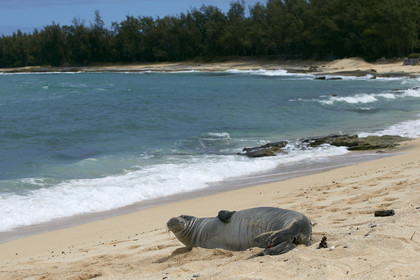 13_23530 Hawaiian Monk Seal