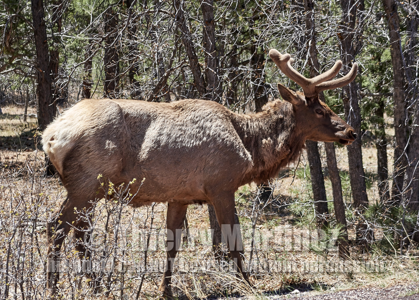 THM-18_058083-GRAND CANYON