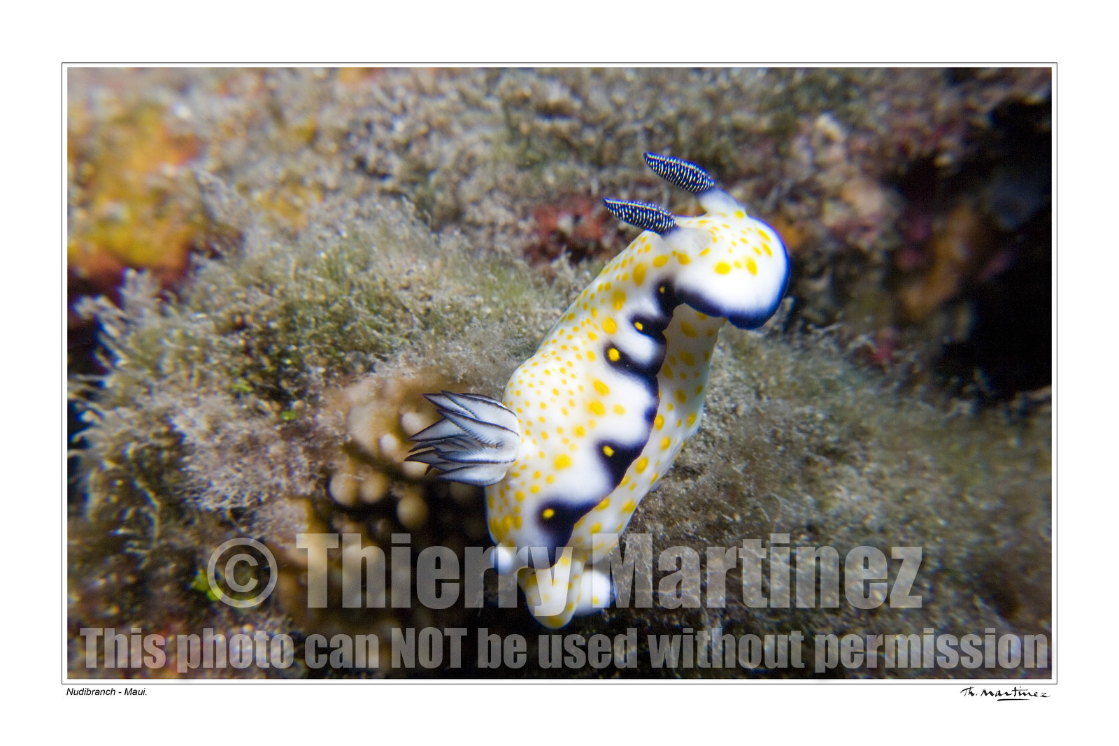 07_01193-nudibranch fond blanc-.jpg