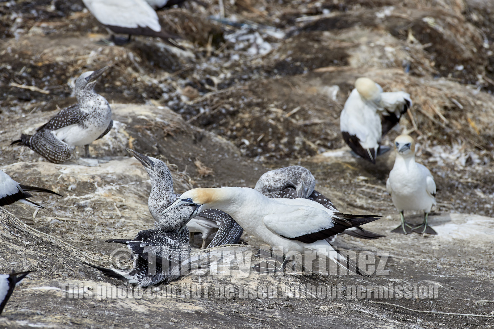 18_029460  ©ThMartinez Sea&Co.  MURIWAI BEACH - NORTH ISLAND. NEW ZEALAND . 11 March  2018. .Gannet ..