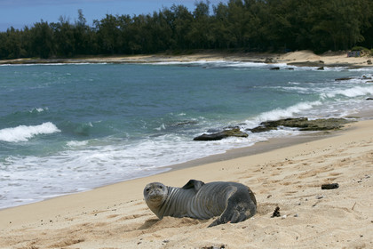 13_23532 Hawaiian Monk Seal