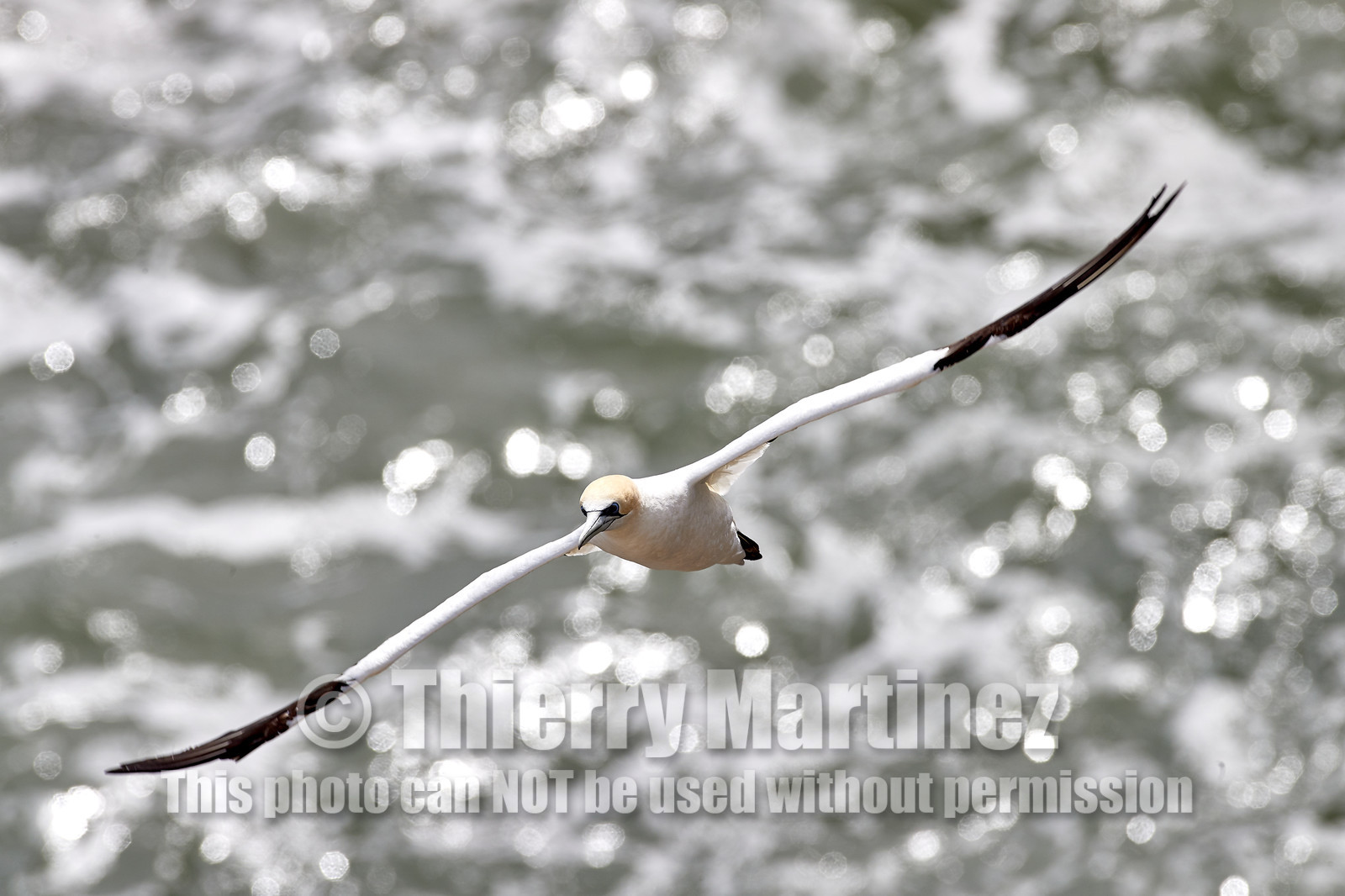 18_030434  ©ThMartinez Sea&Co.  MURIWAI BEACH - NORTH ISLAND. NEW ZEALAND . 11 March  2018. .Gannet ..