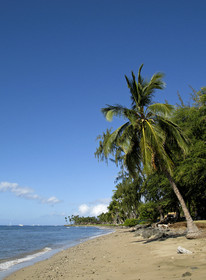 Diving in Maui HAWAII - USA . Jan 2007.