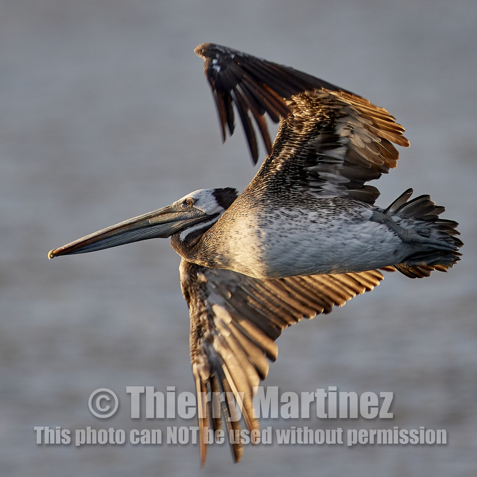 THM-18_043444_ZAPALLAR