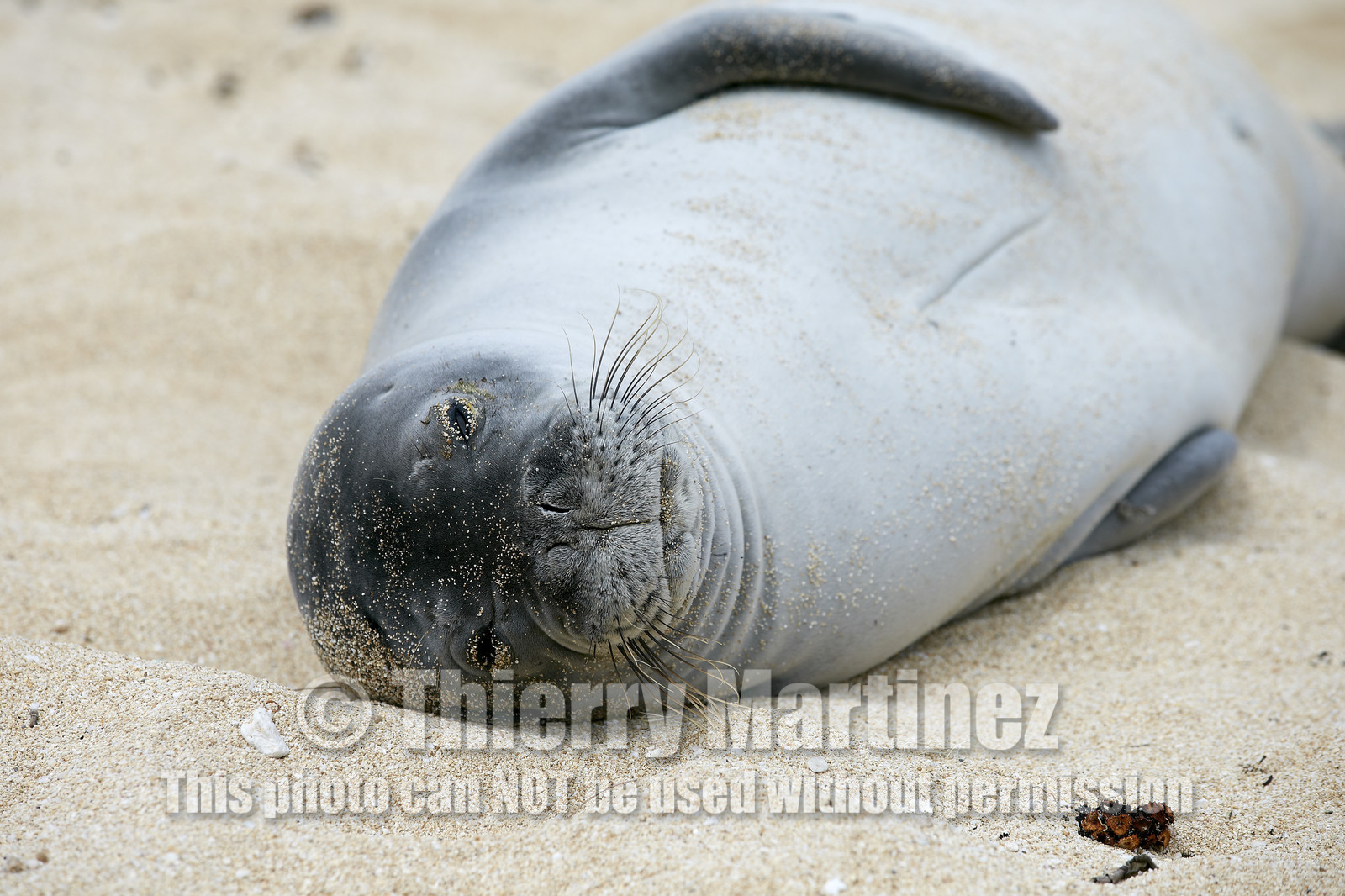 13_23480 Hawaiian Monk Seal