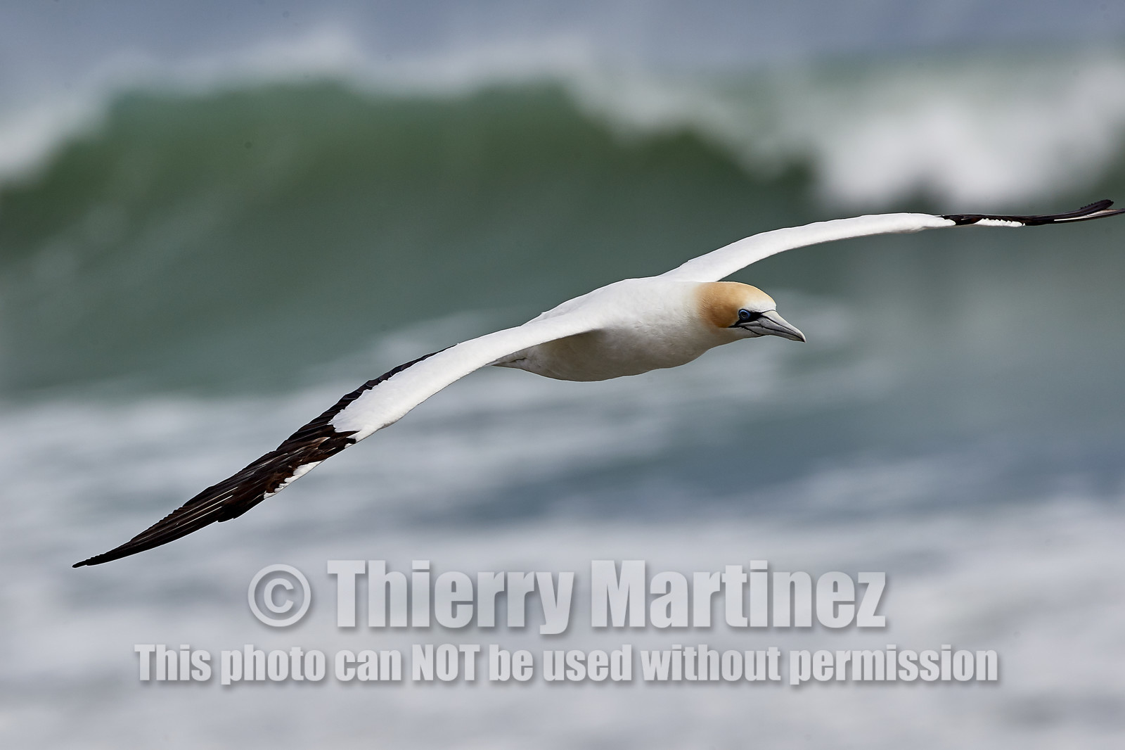 18_029271  ©ThMartinez Sea&Co.  MURIWAI BEACH - NORTH ISLAND. NEW ZEALAND . 11 March  2018. .Gannet ..