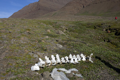 Schooner LA LOUISE sailing on west coast of Greenland.