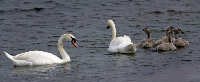 Archipelago Raid 2007 (30 July    3 August 2007).
