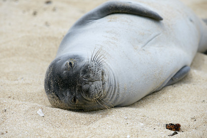 13_23480 Hawaiian Monk Seal