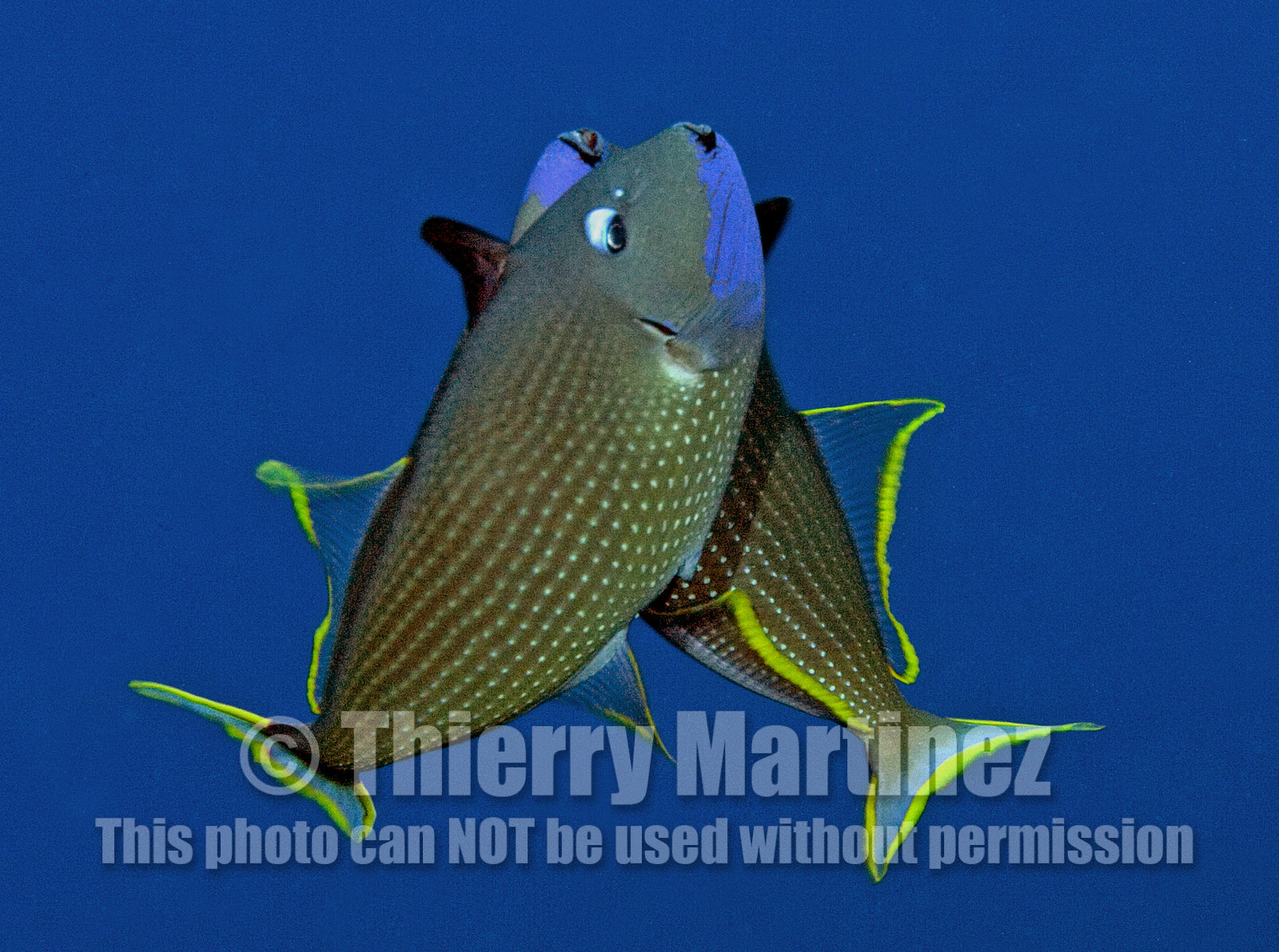 Diving in Maui HAWAII - USA . Jan 2007.