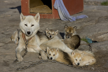 Schooner LA LOUISE sailing on west coast of Greenland.