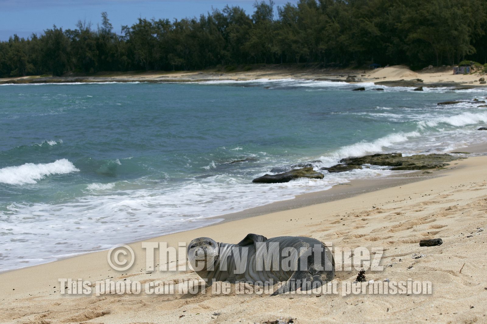 13_23532 Hawaiian Monk Seal