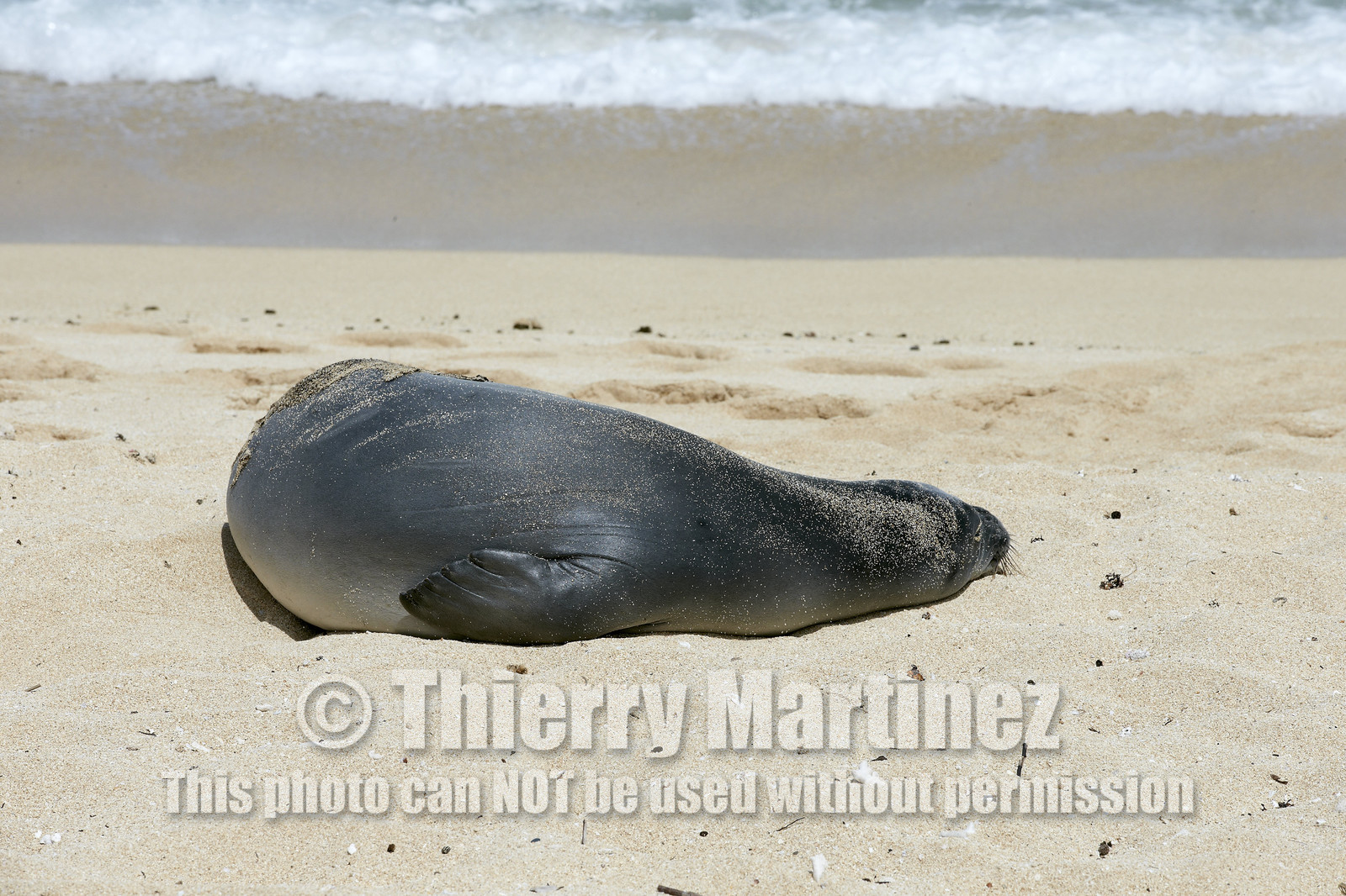 13_23451 Hawaiian Monk Seal