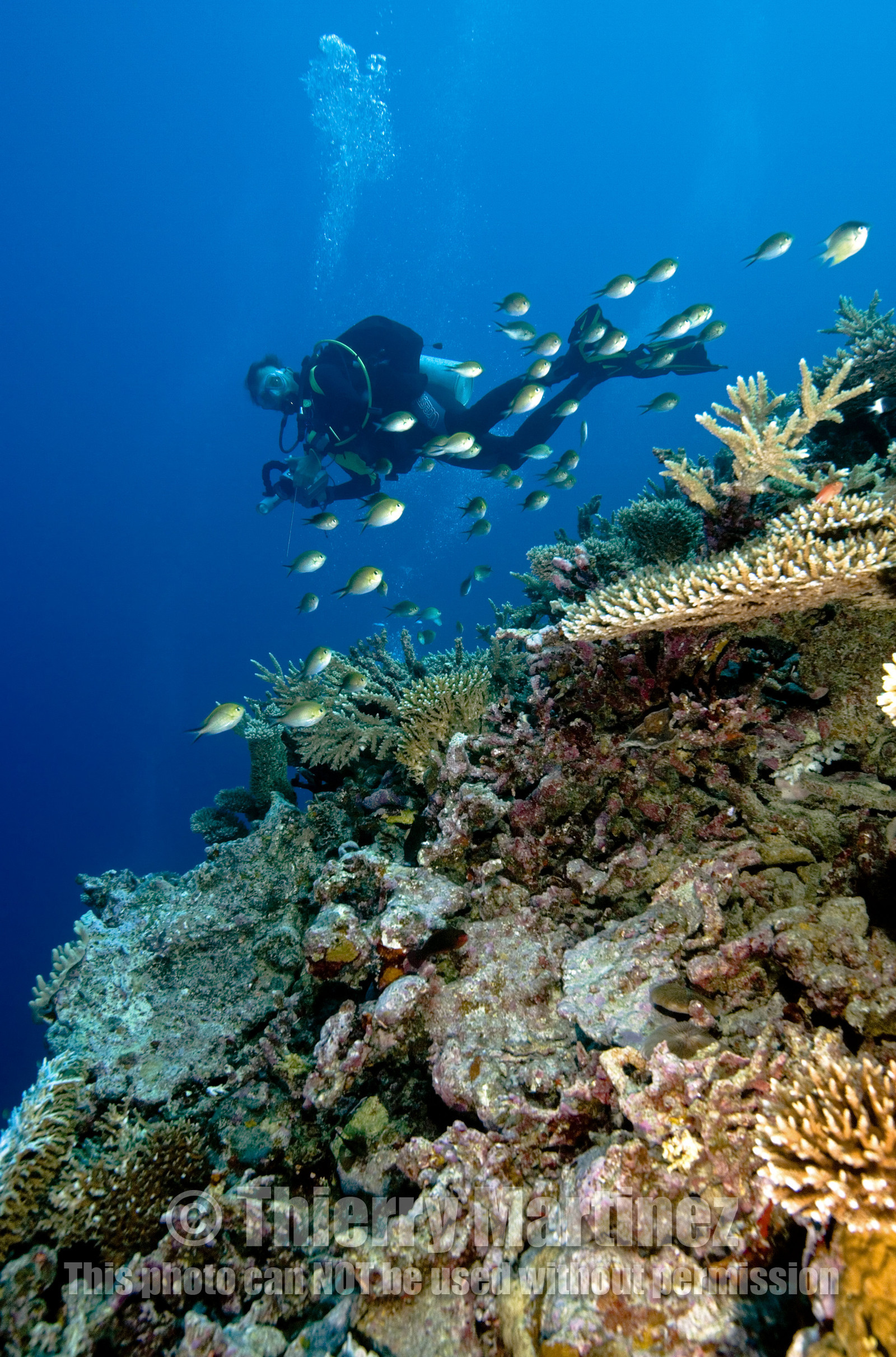 Diving In Maldives Feb March 2007.