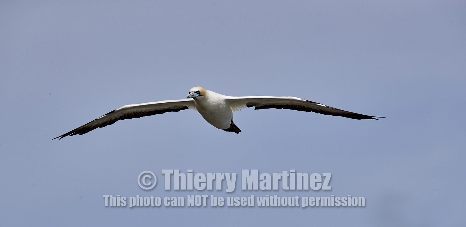 18_029778  ©ThMartinez Sea&Co.  MURIWAI BEACH - NORTH ISLAND. NEW ZEALAND . 11 March  2018. .Gannet ..